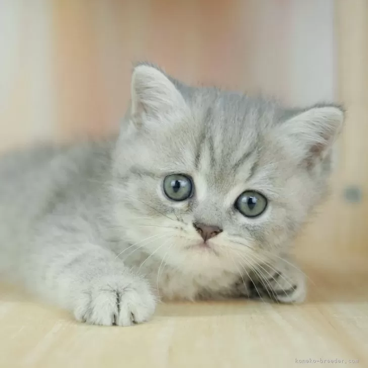 ID:2505-02756の子猫