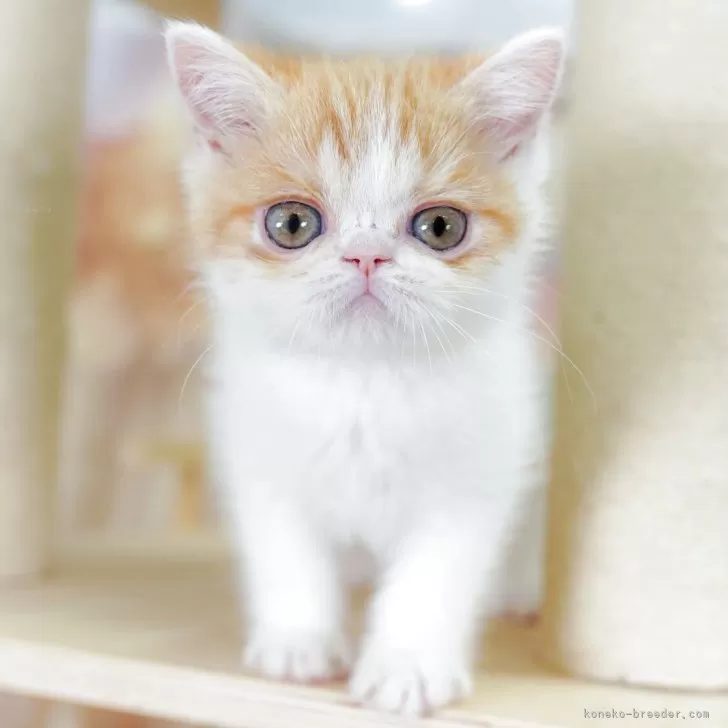ねこ 様のお迎えした子猫