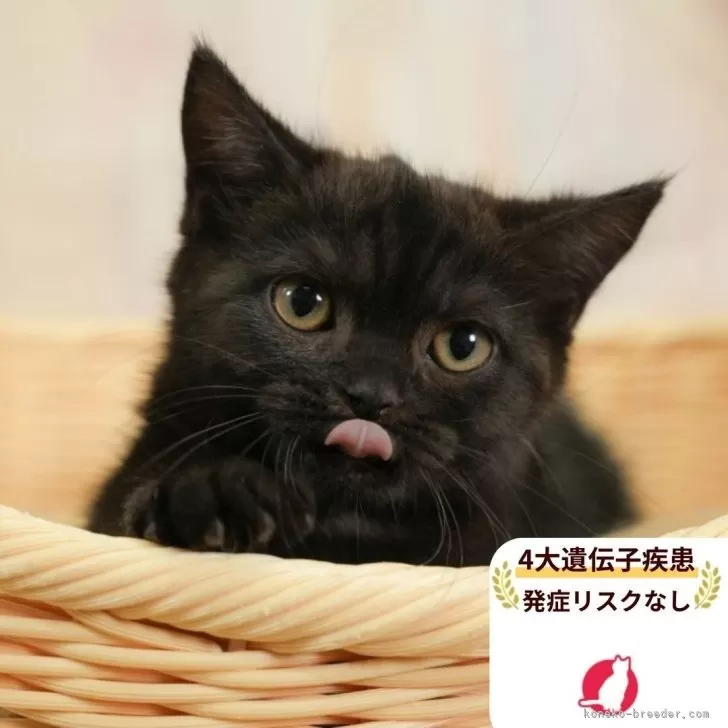 ID:2509-02718の子猫