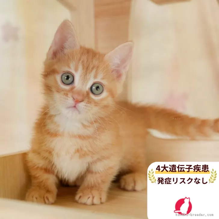 ID:2509-02725の子猫