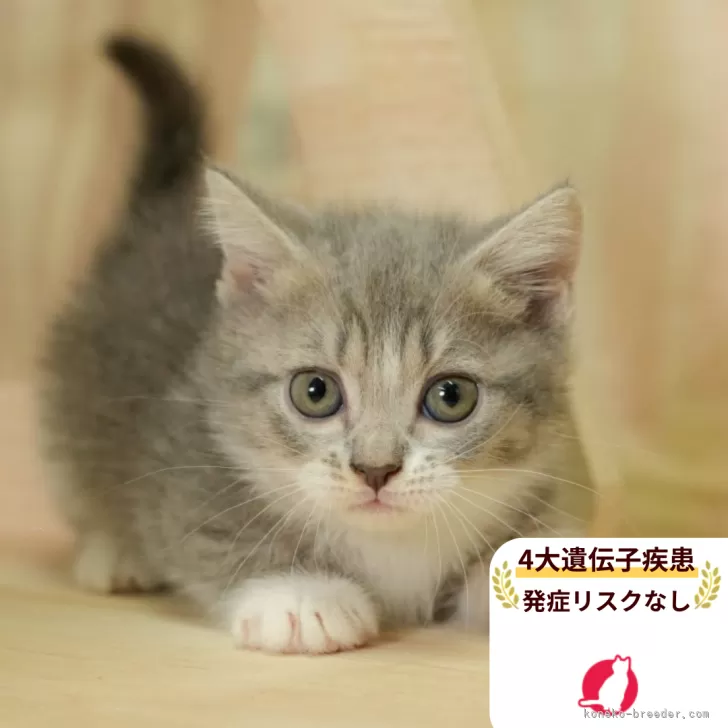 T.S 様のお迎えした子猫