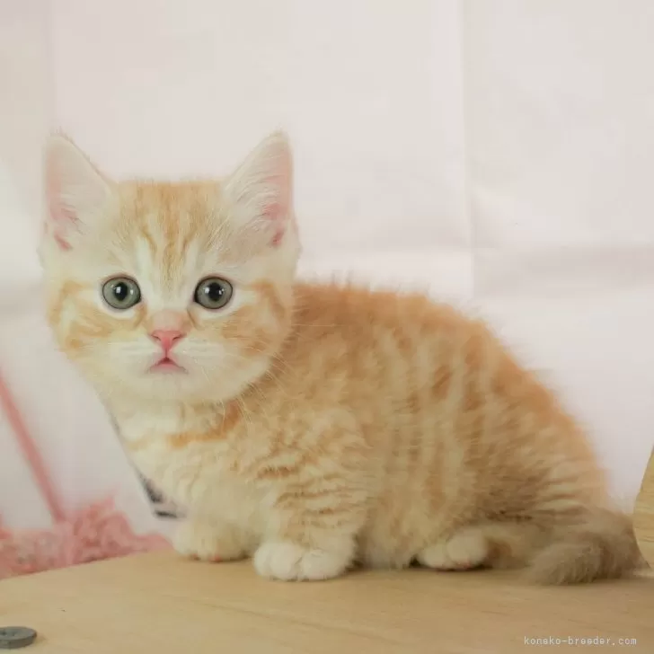 ID:2505-02760の子猫