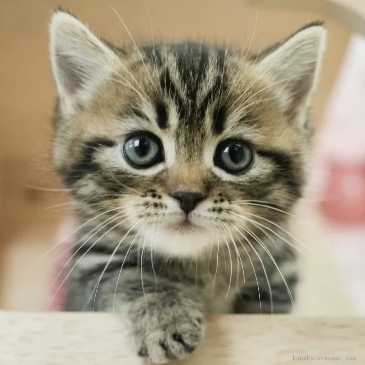 ID：2501-00113の子猫