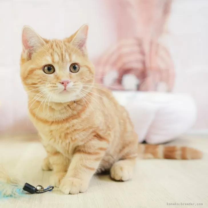ID：2503-00474の子猫