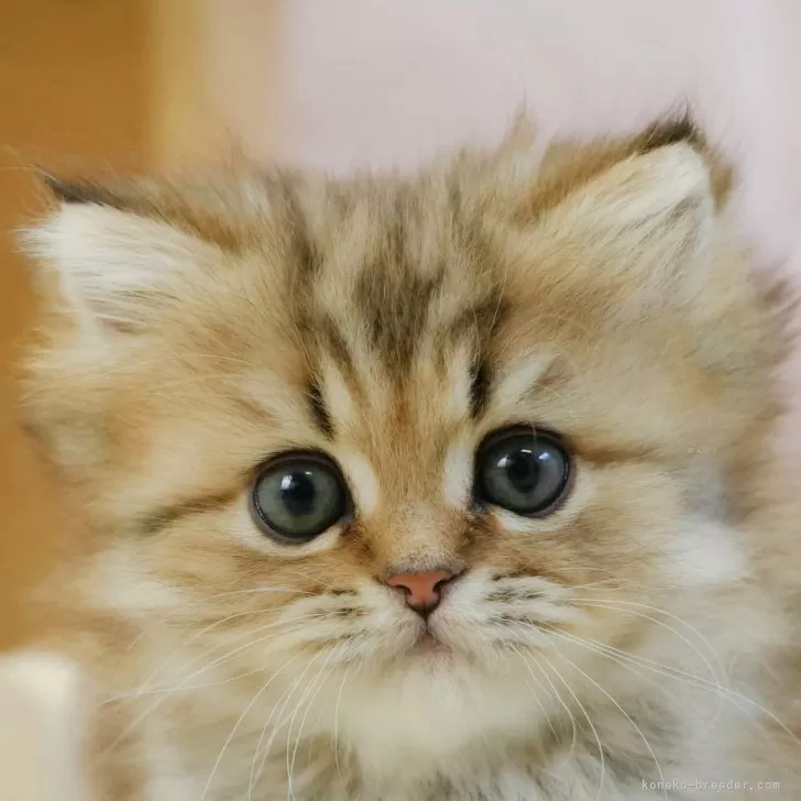 ID：2501-00568の子猫