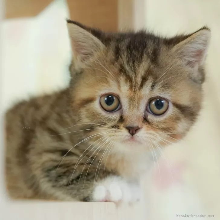 ID:2502-01200の子猫