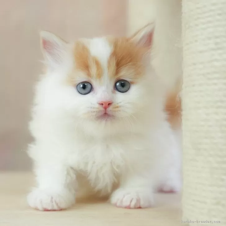 ID:2504-01284の子猫