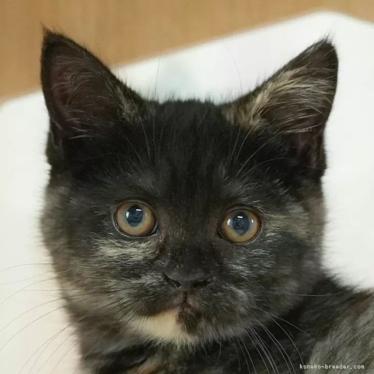 ID：2502-01195の子猫