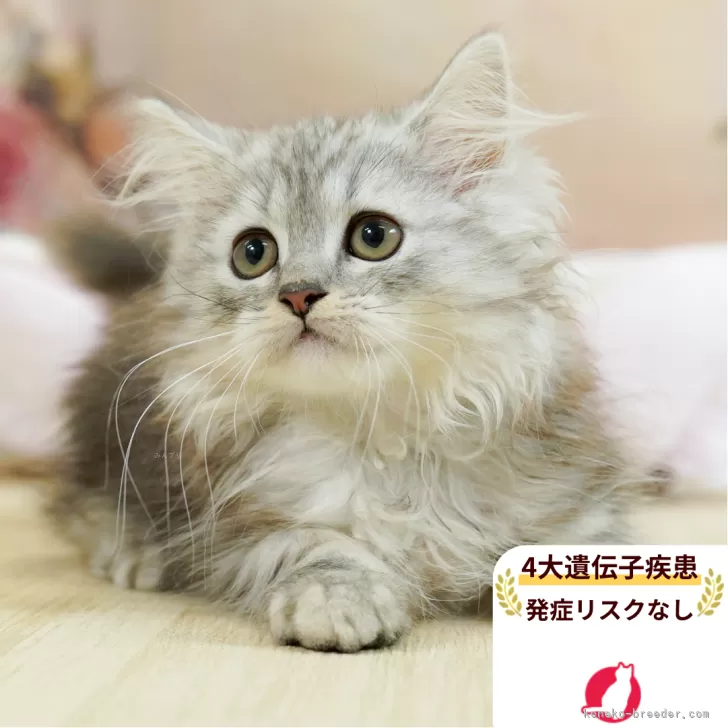ID：2507-01699の子猫