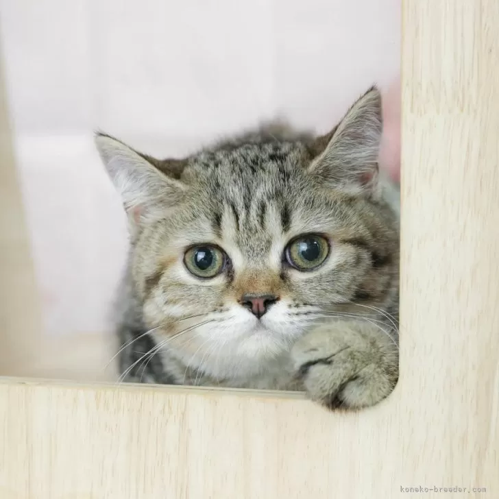 ID：2502-01577の子猫