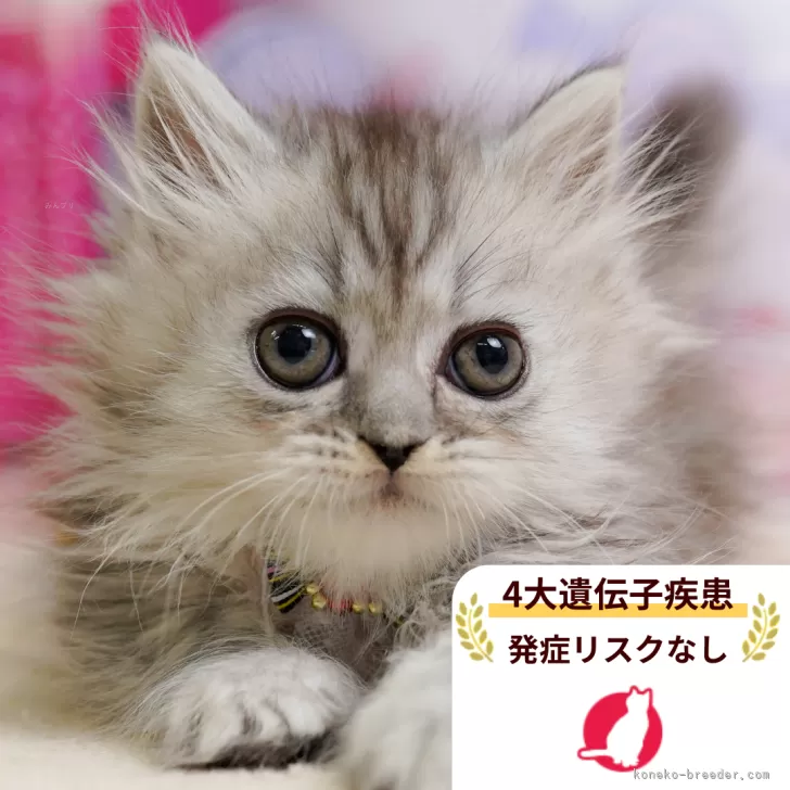 ミヌエット(短足)【千葉県・女の子・2025年11月27日・チンチラシルバー】の写真1「この子が気になった方は、[[この子猫の見学希望/お問合せ]]ボタンからお気軽にお問い合わせ下さい😊」