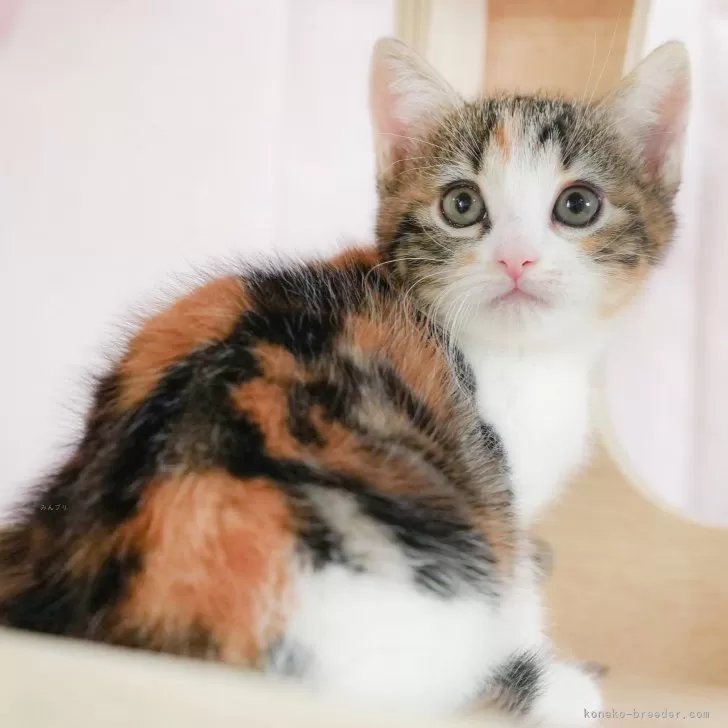 ID:2502-01585の子猫