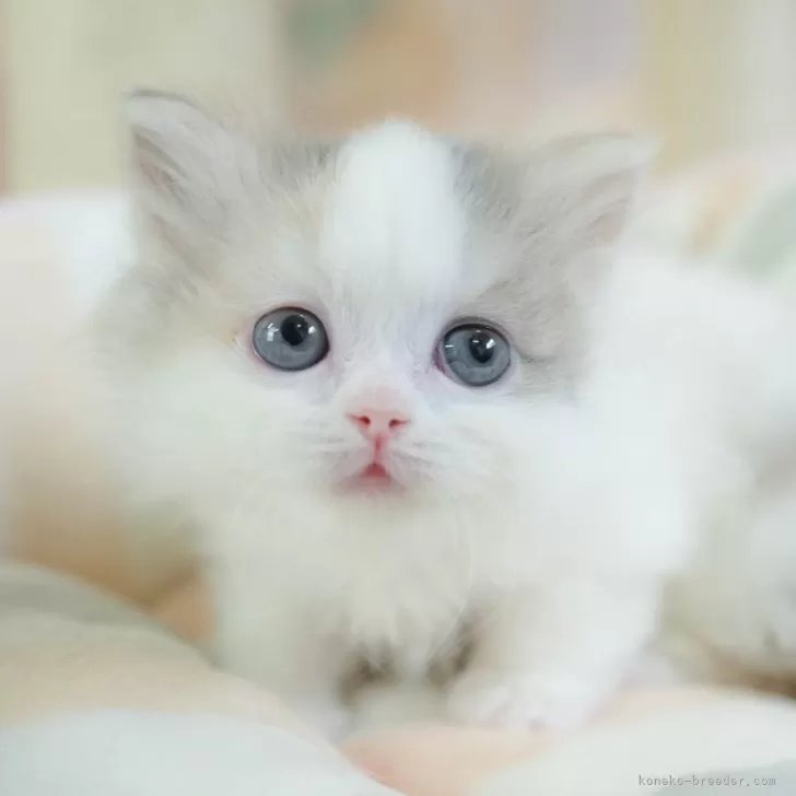 ID:2504-01285の子猫