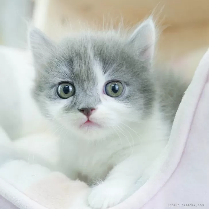 おーさん 様のお迎えした子猫