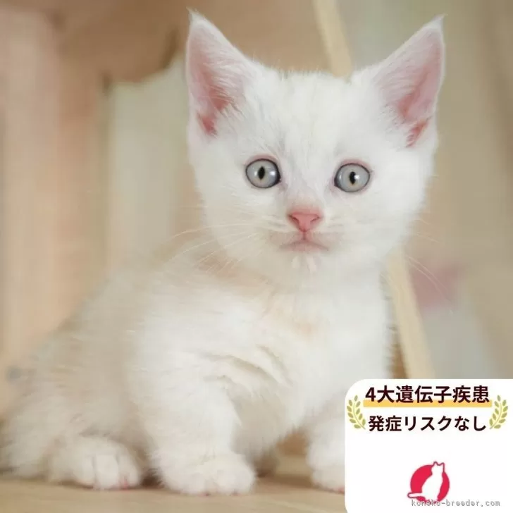 ID:2510-01112の子猫