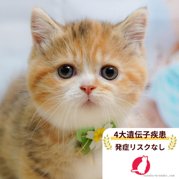 ブリーダー画像