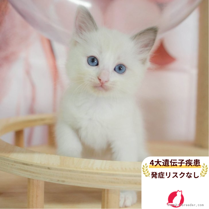 ブリーダー画像
