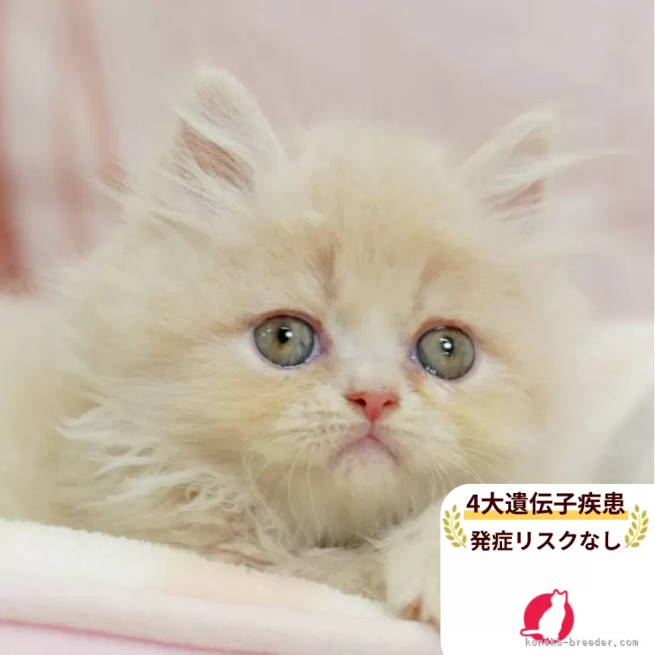 ID:2508-00754の子猫