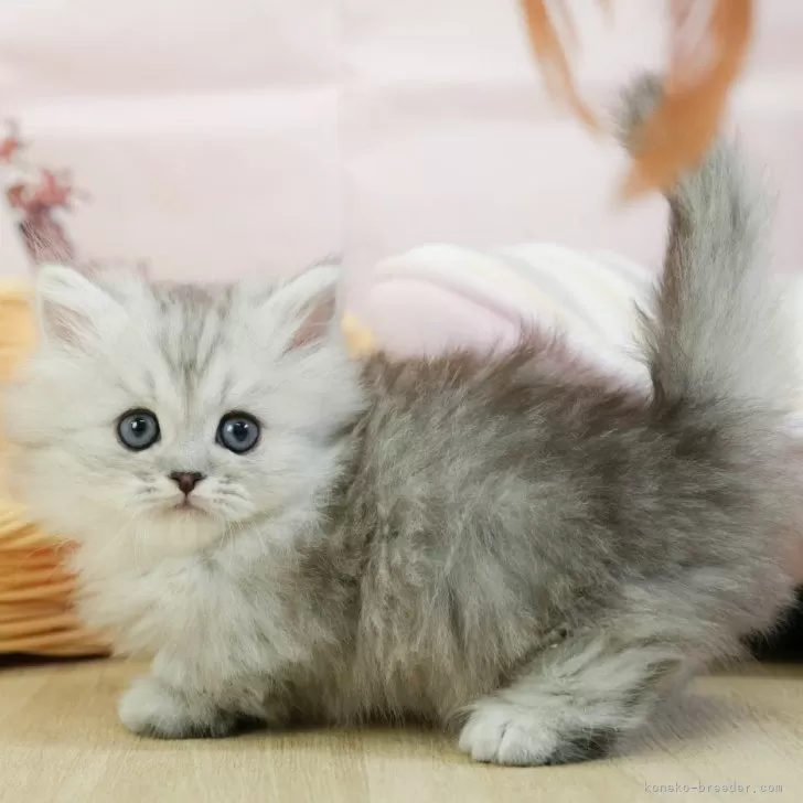 ID：2501-01210の子猫