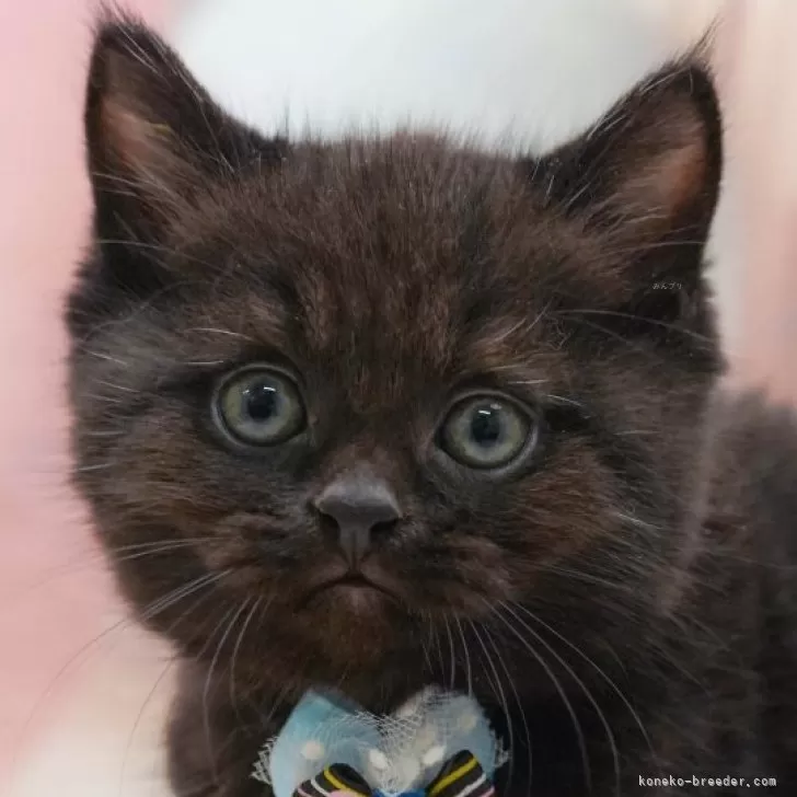マンチカン(長足)【千葉県・男の子・2025年10月3日・ブラックスモーク】の写真1「この子が気になった方は、[[この子猫の見学希望]]ボタンからお気軽にお問い合わせ下さい😊」