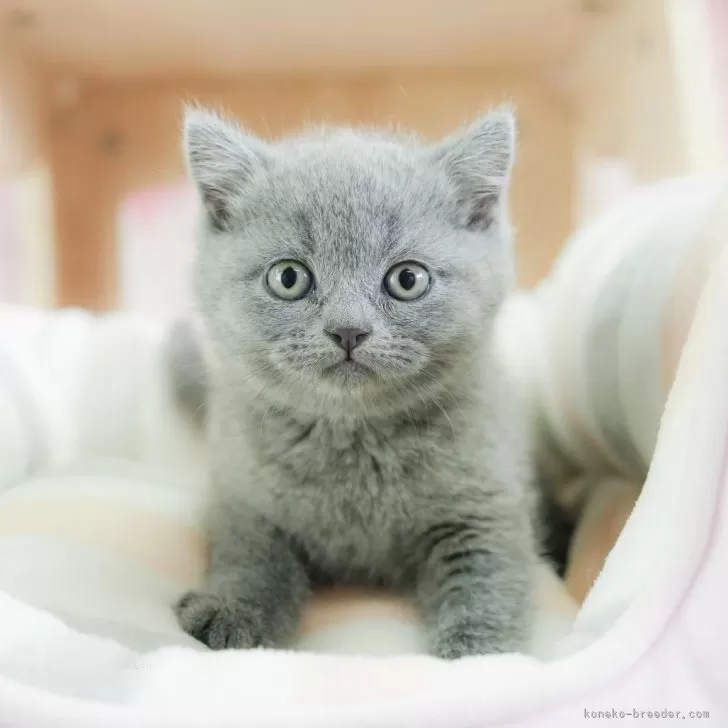 ID:2502-01587の子猫