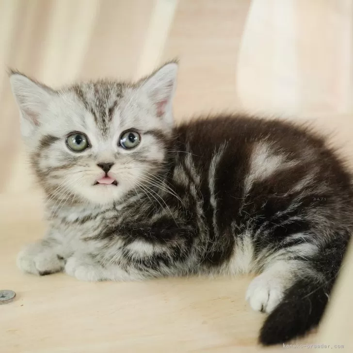 ID:2502-00599の子猫
