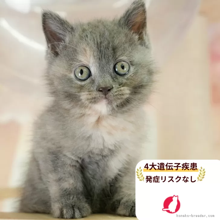 K.H 様のお迎えした子猫