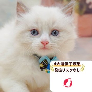 ラグドール【千葉県・男の子・2025年10月7日・ブルーポイントバイカラー】の写真「獣医師の健康診断済み！4大遺伝子疾患発病リスクなし」