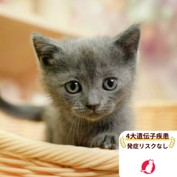 マンチカン(短足)【千葉県・女の子・2025年8月9日・ブルー】の写真「4大遺伝子疾患発症リスクなし🌈🐈」