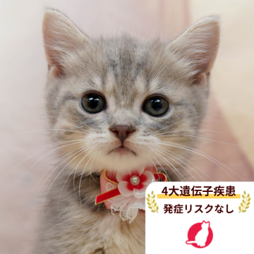 マンチカン(長足)【千葉県・女の子・2025年10月17日・ブルーパッチドタビー】の写真「獣医師の健康診断済み！4大遺伝子疾患発病リスクなし」