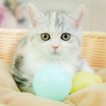 マンチカン(長足)【千葉県・女の子・2024年11月28日・シルバーパッチドタビー&ホワイト】の写真「総額表示！！全て込みの価格です🐱」