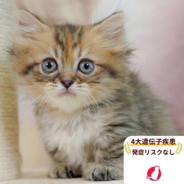 ミヌエット(短足)【千葉県・女の子・2025年7月23日・ブラウンタビー】の写真「当日見学申し込みOK🌈🐈」