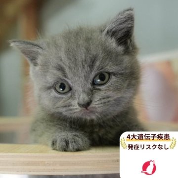 ブリティッシュショートヘア【千葉県・女の子・2025年8月11日・ブルー】の写真「当日見学申し込みOK🌈🐈」