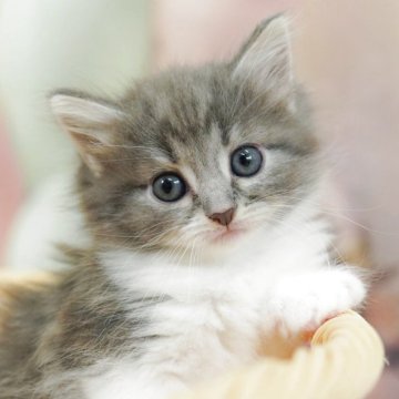 ノルウェージャンフォレストキャット【千葉県・女の子・2025年4月13日・ブルータビー&ホワイト】の写真「当日見学申し込みOK🌈🐈」