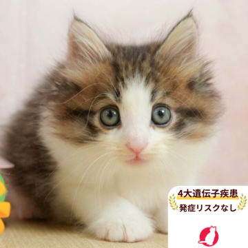 ノルウェージャンフォレストキャット【千葉県・女の子・2025年5月26日・ブラウンタビー&ホワイト】の写真「当日見学申し込みOK🌈🐈」