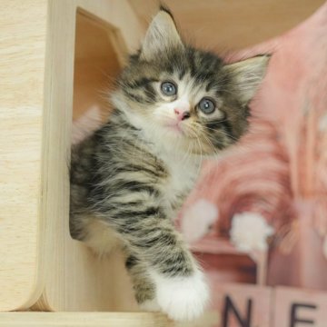 ノルウェージャンフォレストキャット【千葉県・女の子・2025年5月9日・ブラウンタビー&ホワイト】の写真「当日見学申し込みOK🌈🐈」