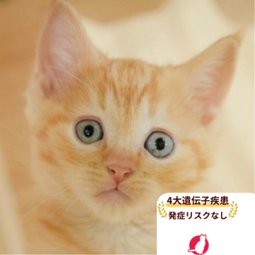 マンチカン(長足)【千葉県・男の子・2025年9月4日・レッドタビー】の写真「4大遺伝子検査実施済み🌈🐈」