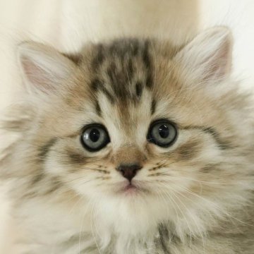 ミヌエット(長足)【千葉県・女の子・2024年11月14日・ブラウンタビー】の写真「総額表示！！全て込みの価格です🐱」