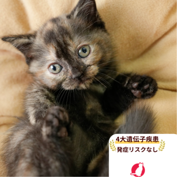 マンチカン(長足)【千葉県・女の子・2025年8月24日・トーティ】の写真「4大遺伝子検査実施クリア🌈🐈」