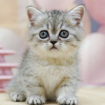 ミヌエット(短足)【千葉県・女の子・2025年4月5日・シルバータビー】の写真「当日見学申し込みOK🌈🐈」