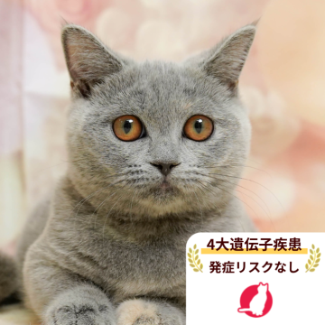 マンチカン(短足)【千葉県・女の子・2025年9月10日・ブルークリーム】の写真「獣医師の健康診断済み！4大遺伝子疾患発病リスクなし」