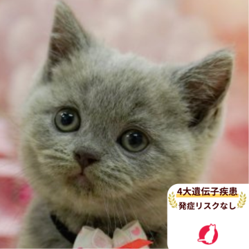 ブリティッシュショートヘア【千葉県・男の子・2025年9月13日・ブルー】の写真「獣医師の健康診断済み！4大遺伝子疾患発病リスクなし」