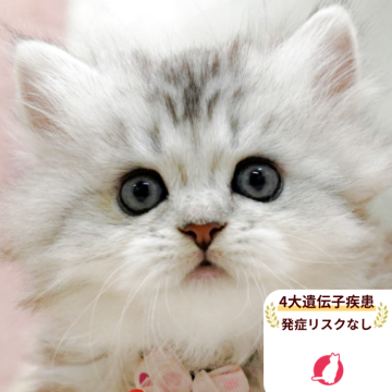 ミヌエット(短足)【千葉県・女の子・2025年10月1日・シルバーパッチドタビー】の写真「獣医師の健康診断済み！4大遺伝子疾患発病リスクなし」