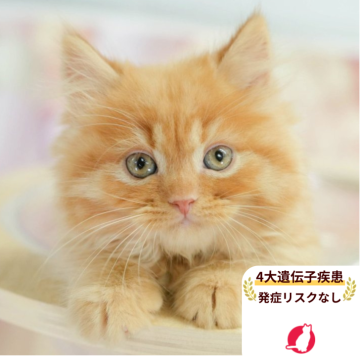 マンチカン(長足)【千葉県・男の子・2025年8月24日・レッドタビー】の写真「4大遺伝子疾患発症リスクなし🌈🐈」