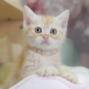 マンチカン(長足)【千葉県・男の子・2025年4月4日・レッドタビー】の写真「当日見学申し込みOK🌈🐈」