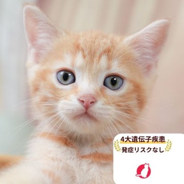 マンチカン(長足)【千葉県・男の子・2025年9月4日・レッドタビー】の写真「当日見学申し込みOK🌈🐈」