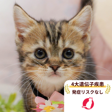 マンチカン(長足)【千葉県・女の子・2025年10月17日・ブラウンパッチドタビー&ホワイト】の写真「獣医師の健康診断済み！4大遺伝子疾患発病リスクなし」