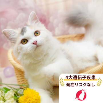 サイベリアン【千葉県・女の子・2025年6月4日・ダイリュートキャリコ】の写真「獣医師の健康診断済み！4大遺伝子疾患発病リスクなし」