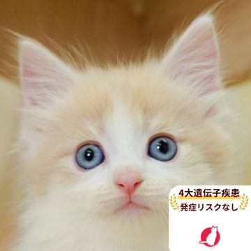 ノルウェージャンフォレストキャット【千葉県・男の子・2025年6月13日・毛色確認クリームタビー&ホワイト】の写真「4大遺伝子疾患発症リスクなし🌈🐈」