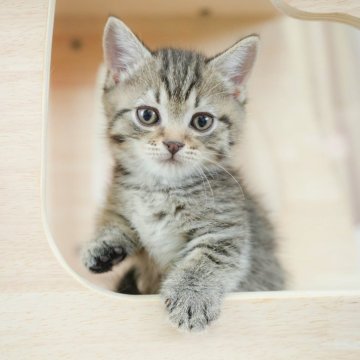マンチカン(短足)【千葉県・男の子・2025年2月2日・ブラウンタビー】の写真「総額表示！！全て込みの価格です🐱」